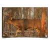 Birchwood Eze-Scorer 23"x35" Whitetail Deer Paper Target 2 Pack -Outdoor Equipment Shop 37481 es 23x35 whitetail deer 04638.1545866791